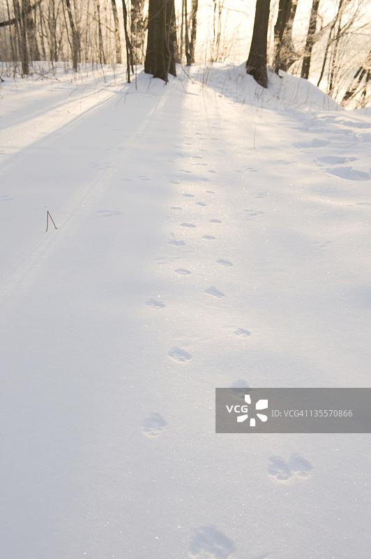 马萨诸塞州蒙塔古，一个寒冷的，华氏一位数的早晨，日出时，哺乳动物在冰冻的雪地上留下的足迹图片素材
