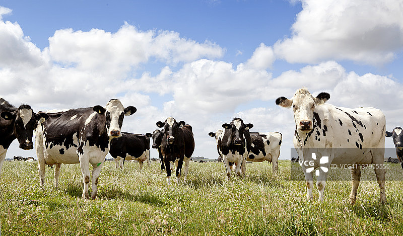 奶牛站在田野里，画像图片素材