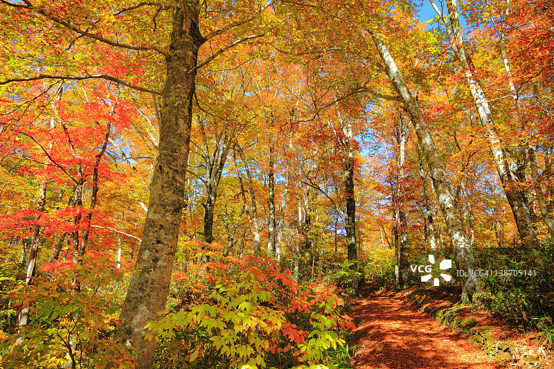 秋天的山毛榉树图片素材