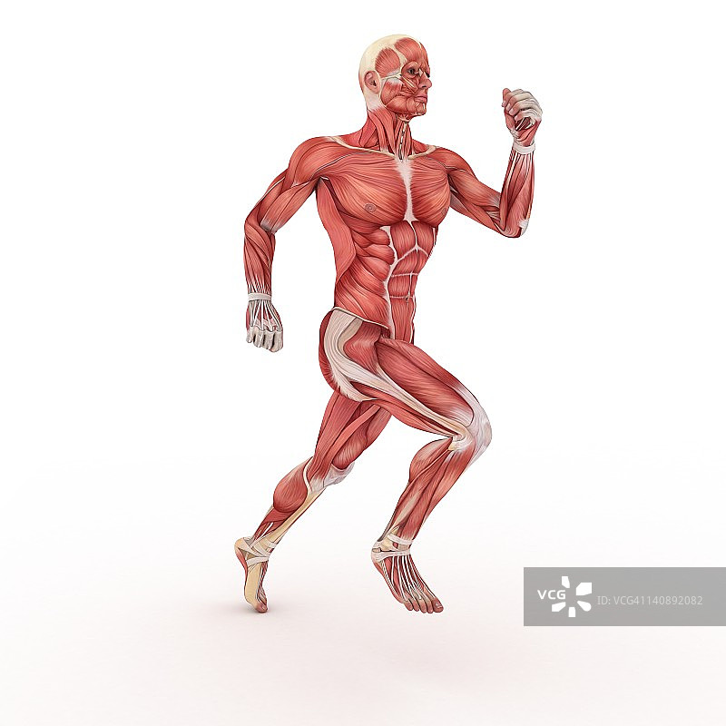 男性的肌肉,艺术品图片素材