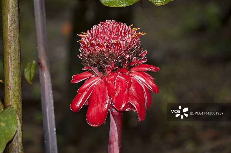 红花，戈戈纳群岛，哥伦比亚图片素材
