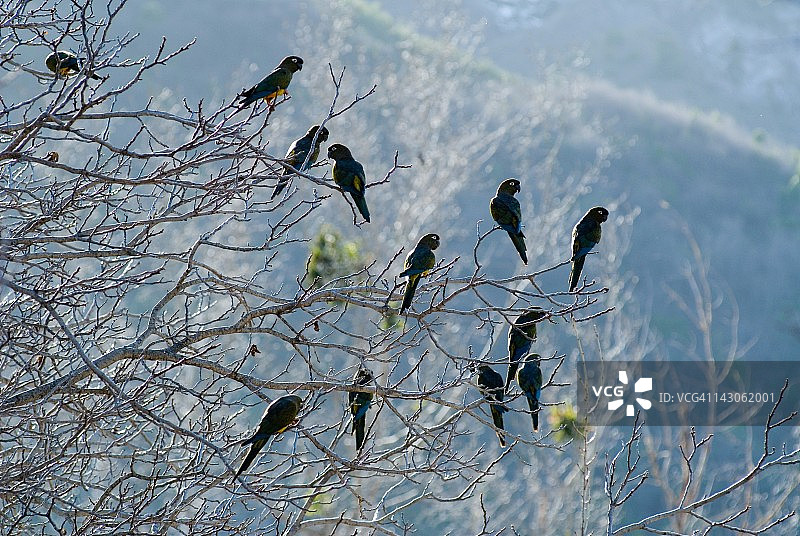 智利塔尔卡的鹦鹉图片素材