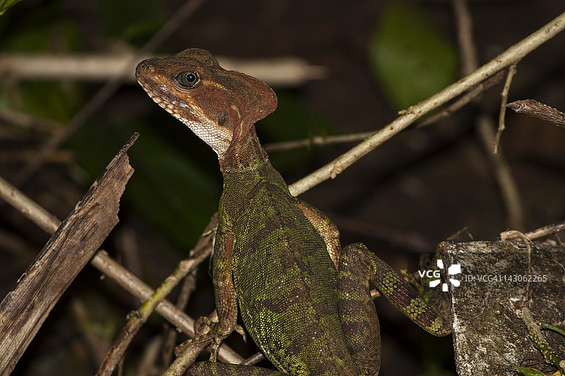 哥伦比亚戈戈纳群岛的蛇蜥图片素材