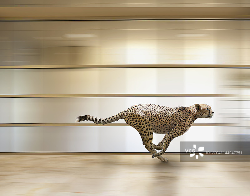 一头狂奔的猎豹快速穿过一间办公室图片素材