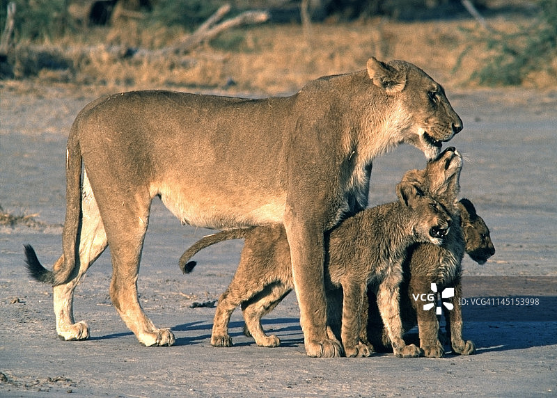 母狮和3个幼崽图片素材