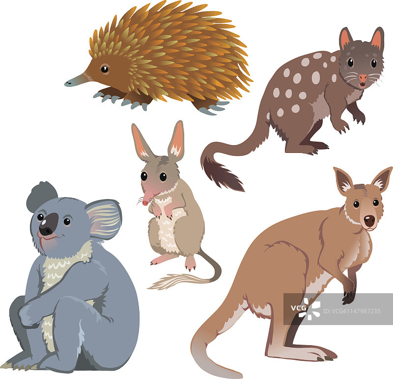 澳大利亚的动物图片素材