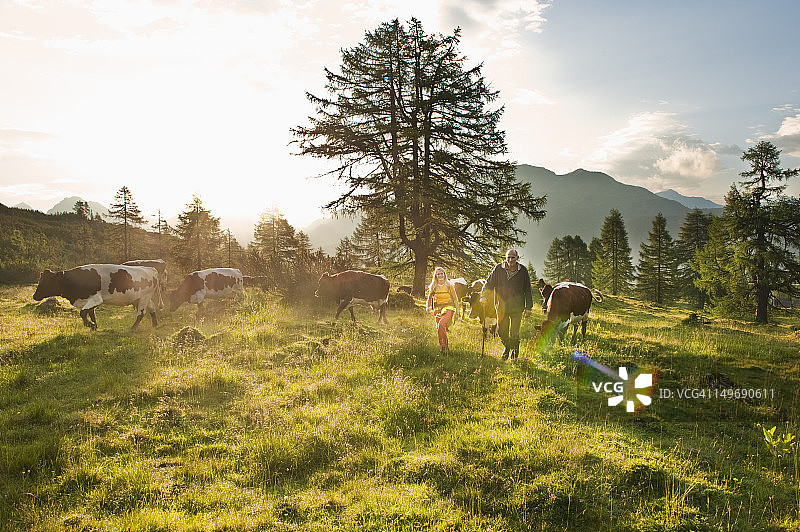 奥地利，萨尔茨堡县，妇女和农民在高山草地上与奶牛散步图片素材