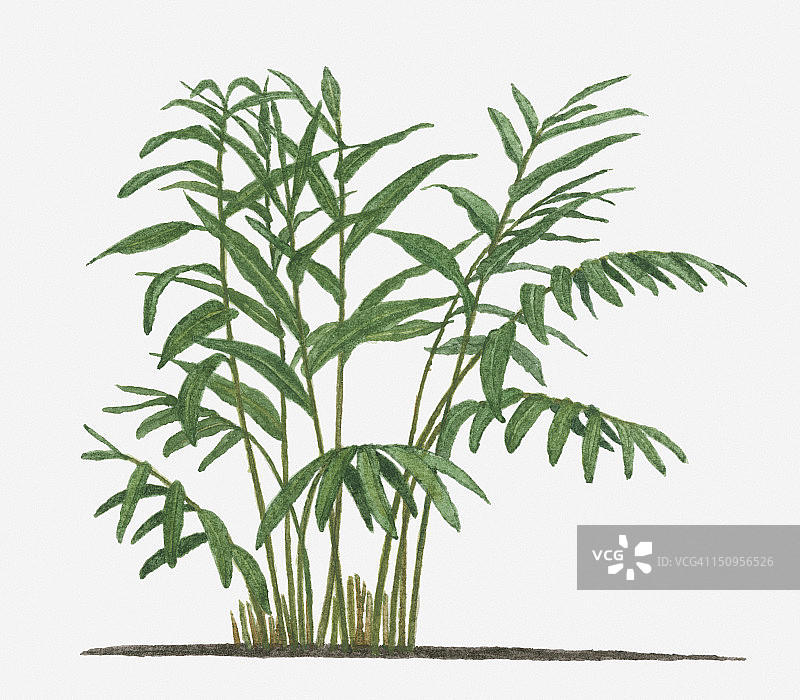 高良姜(大高良姜)，高茎长叶，呈绿色图片素材