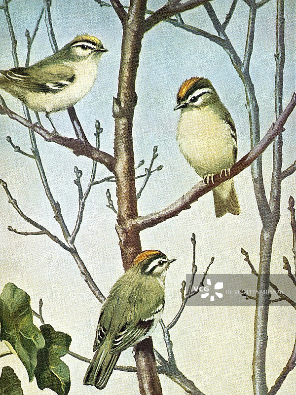三只鸟在树上图片素材