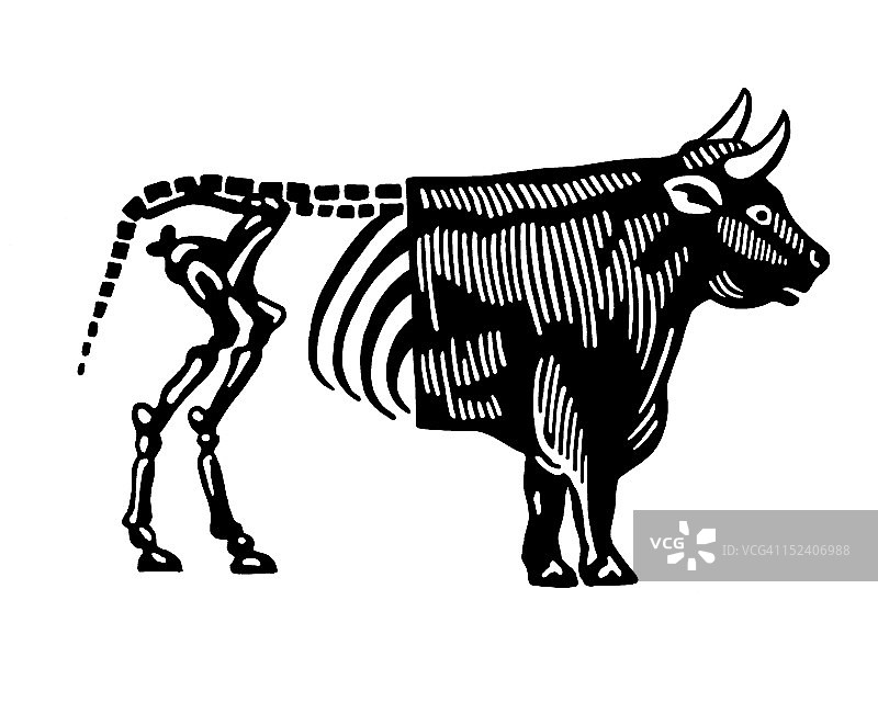 牛的骨骼后端图片素材