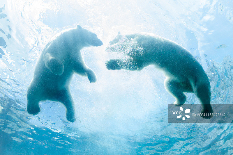 抬头看着两只北极熊幼崽在水里玩耍图片素材