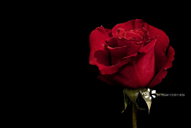 黑色背景上的红玫瑰图片素材