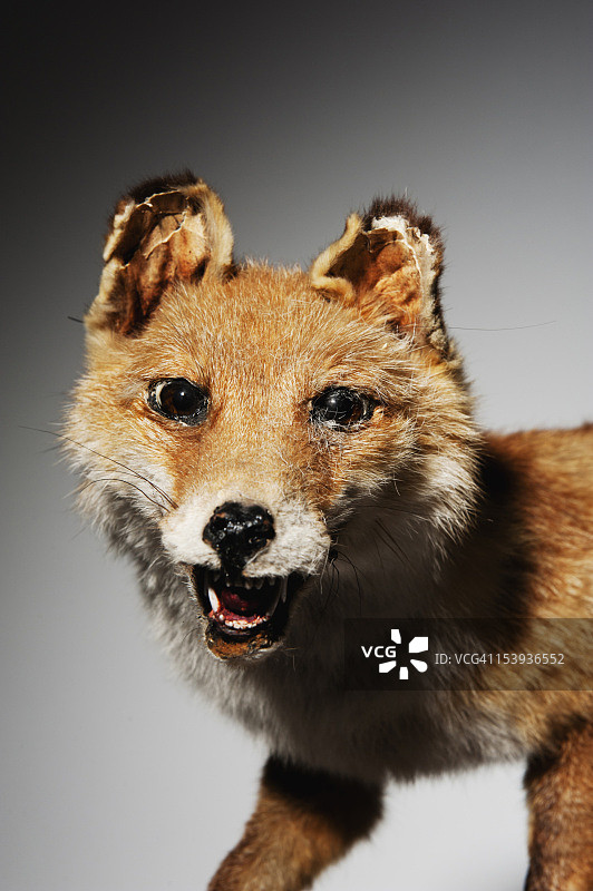 工作室拍摄的毛绒狐狸图片素材