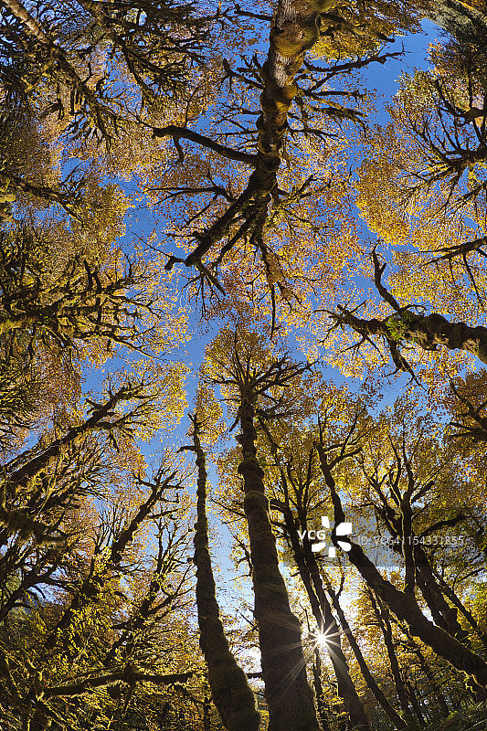 美国，华盛顿州，奥林匹克国家公园，Quinault河，低角度的树木在森林图片素材