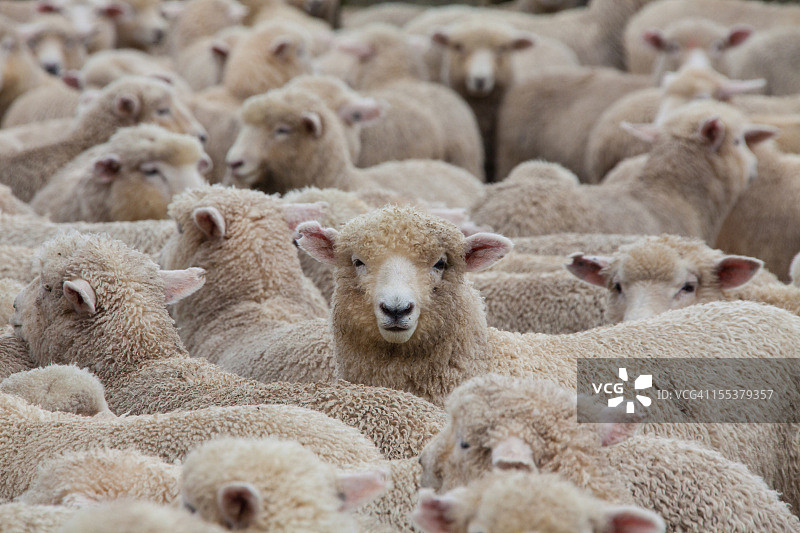 新西兰的羊群2图片素材