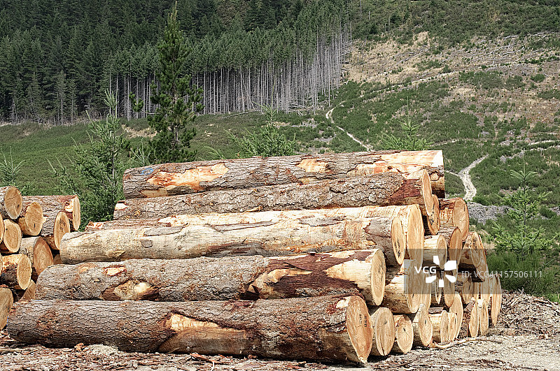 伐木工业:森林采伐图片素材