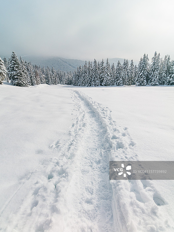 冬季景观与雪和树图片素材