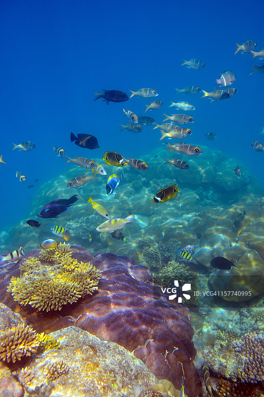 五彩缤纷的鱼和水下世界图片素材