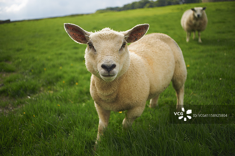近距离的绵羊在农村领域图片素材