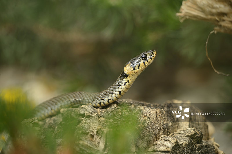 环蛇，Natrix Natrix，动物园，奥格斯堡，巴伐利亚，德国，欧洲图片素材