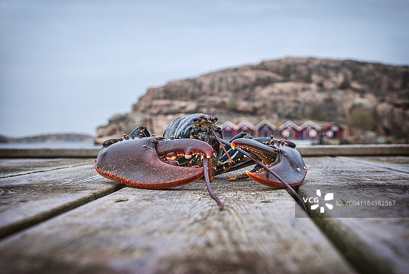 木制码头上的大龙虾。图片素材