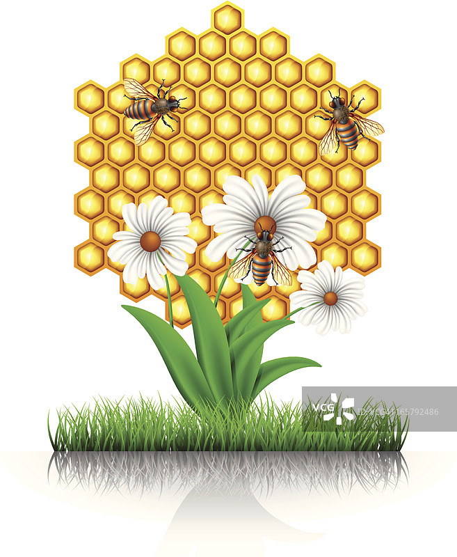 带着蜂窝和花朵的蜜蜂图片素材