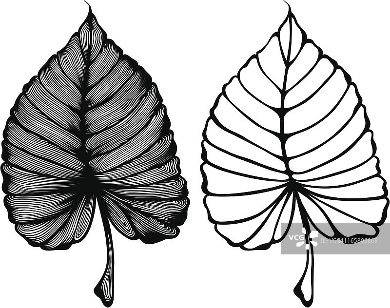 程式化的叶- Philodendron图片素材