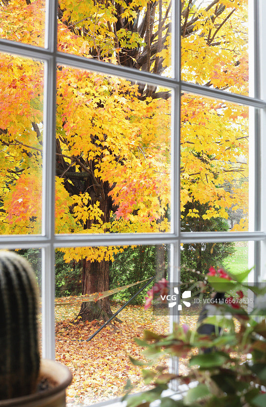 秋叶透过飘窗，越过盆栽图片素材