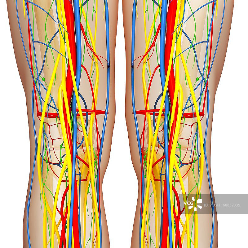 膝盖解剖学,艺术品图片素材