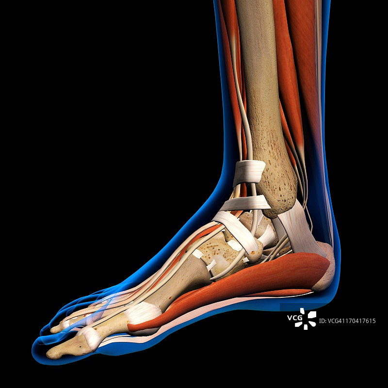 女性踝关节和足部骨骼、肌肉和韧带的x光片。全彩色3D电脑生成的插图在黑色的背景图片素材