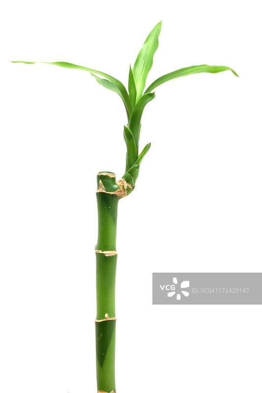 竹子在白图片素材