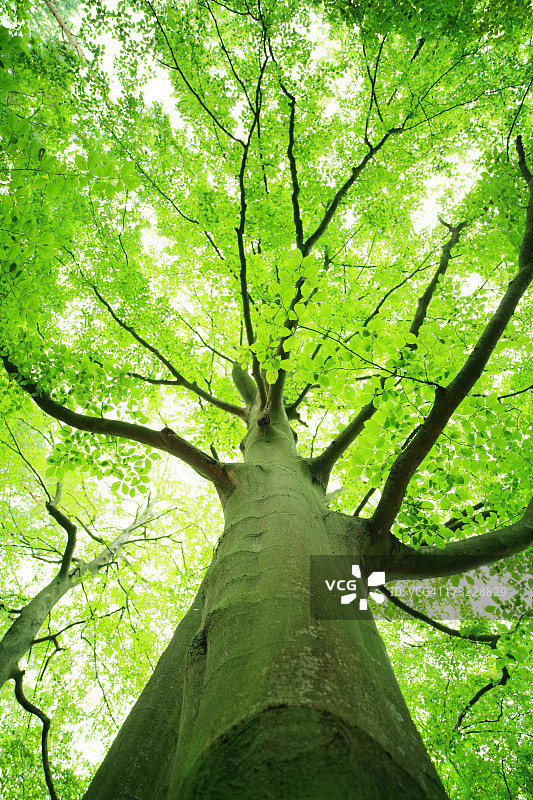 浅自由度-绿树向上看图片素材