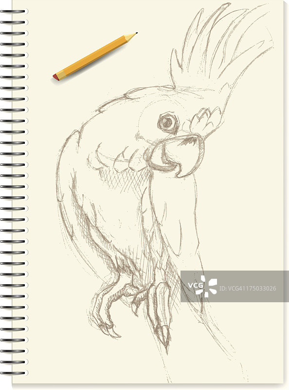 风头鹦鹉——草图图片素材