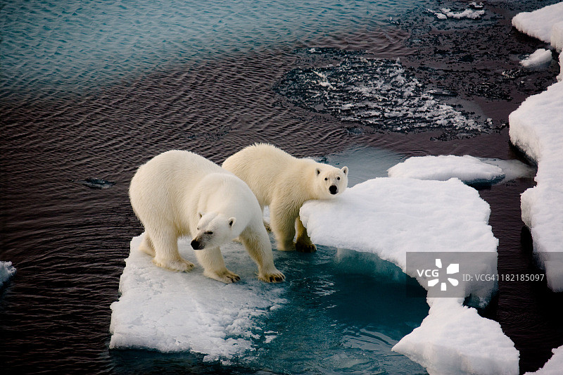 两只北极熊在一块小浮冰上图片素材
