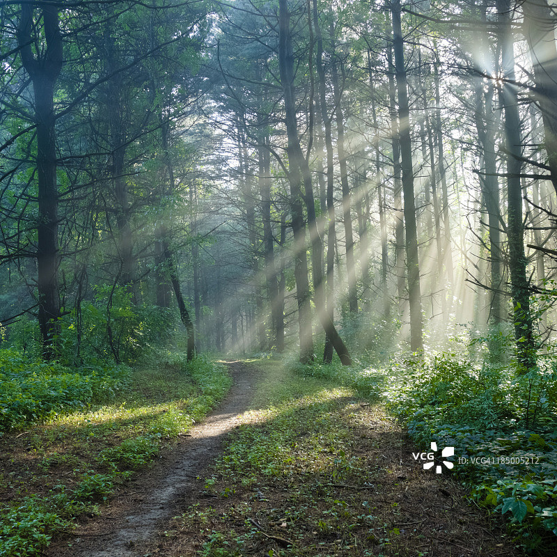 森林小径上的阳光图片素材