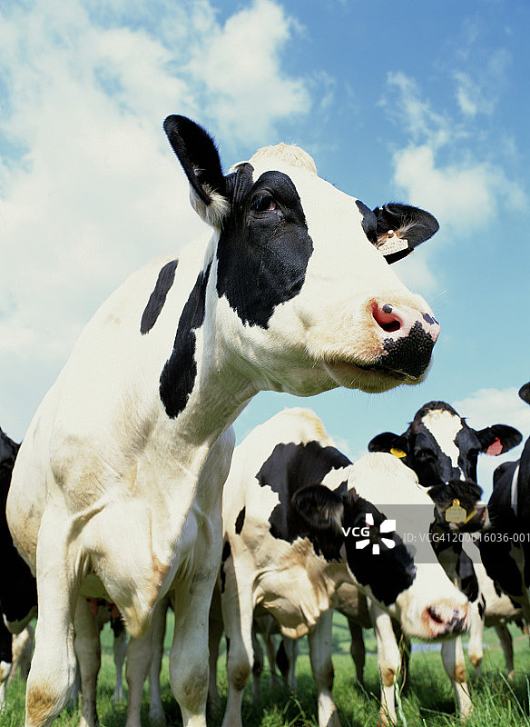 田野里的一群荷尔斯坦-黑白花奶牛，特写图片素材