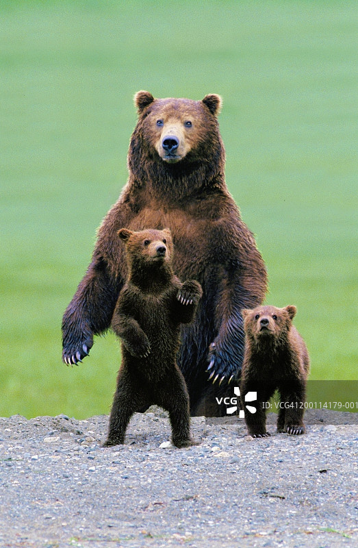 灰熊保护两只幼崽(数字合成)图片素材