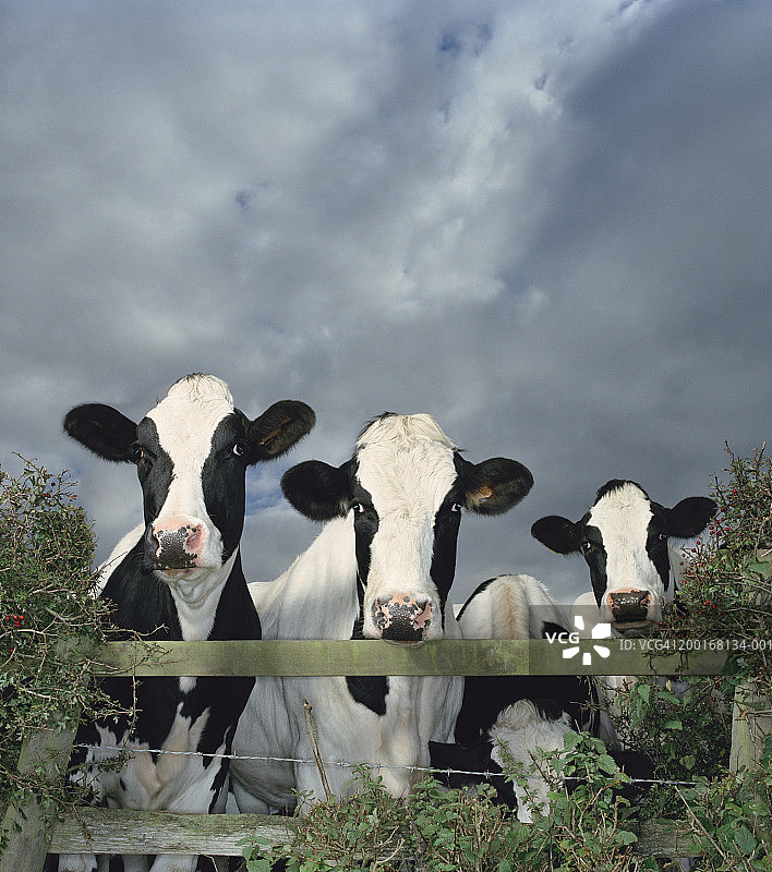 一群荷兰白奶牛站在篱笆后，特写图片素材