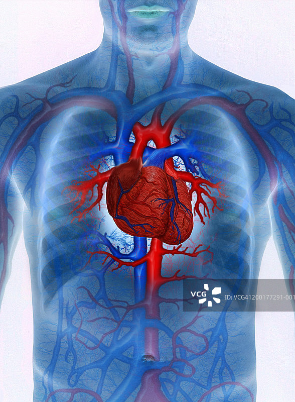 心血管系统增强的人(数字合成)图片素材