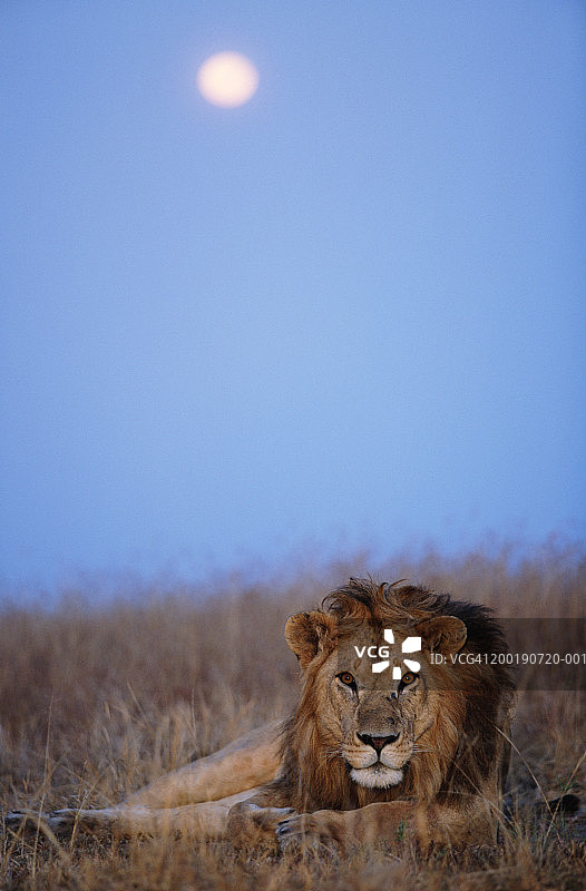 狮子(狮子)在一轮圆月下在草地上休息图片素材