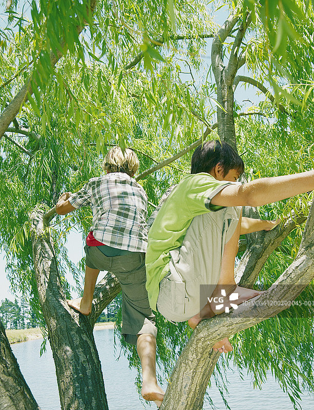 两个十几岁的男孩(13-15岁)在湖边爬树，后视图图片素材