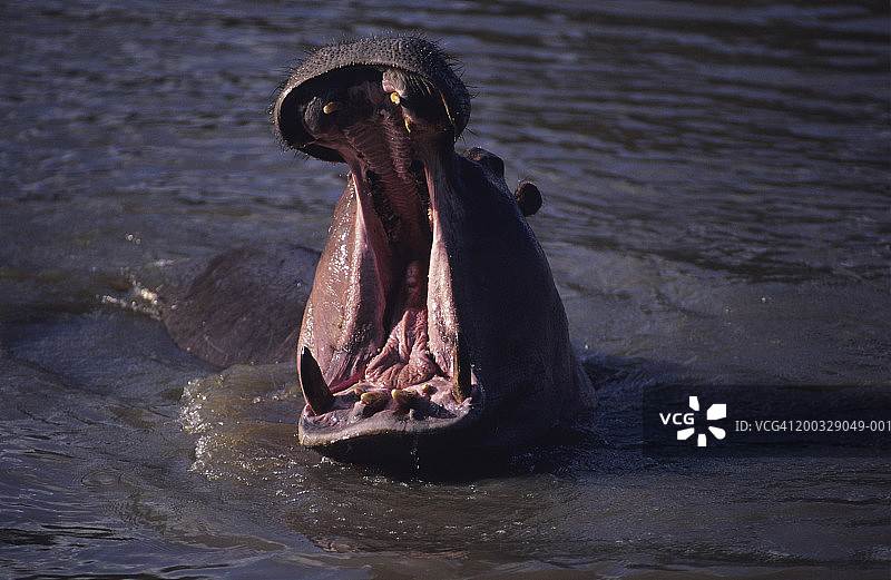 河马(两栖河马)在水坑打哈欠，肯尼亚图片素材