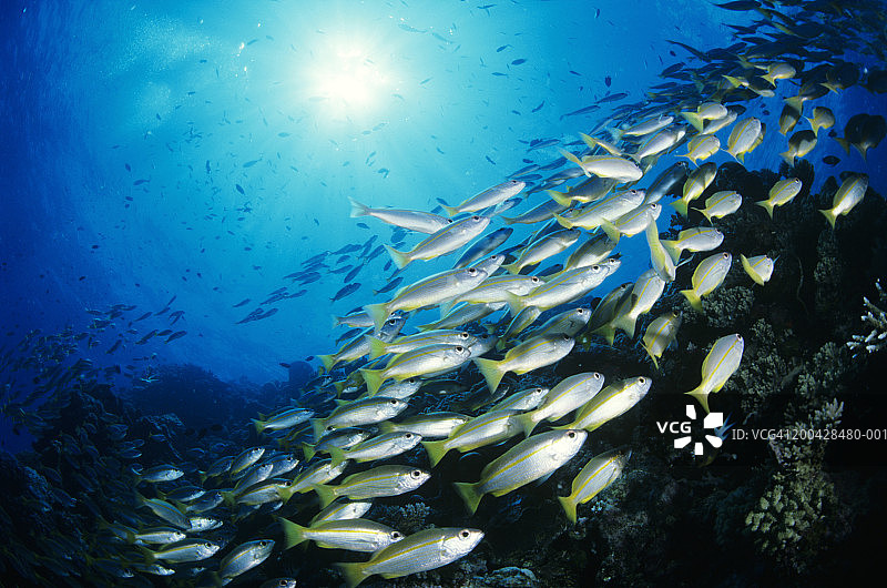 大眼睛鲷鱼学校(Lutjanus Lutjanus)，水下视图图片素材