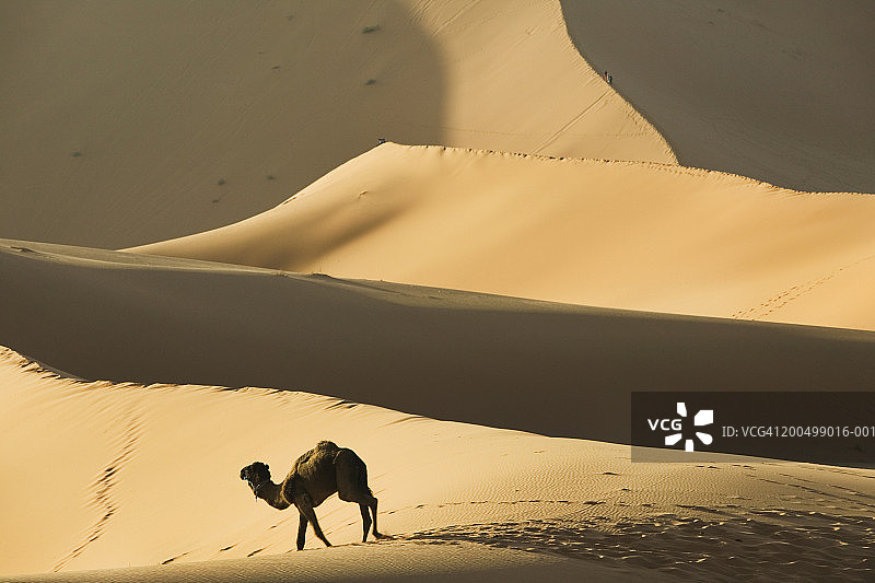 摩洛哥，塔丝lt, Merzouga, Erg Chebbi Dunes上的camel图片素材
