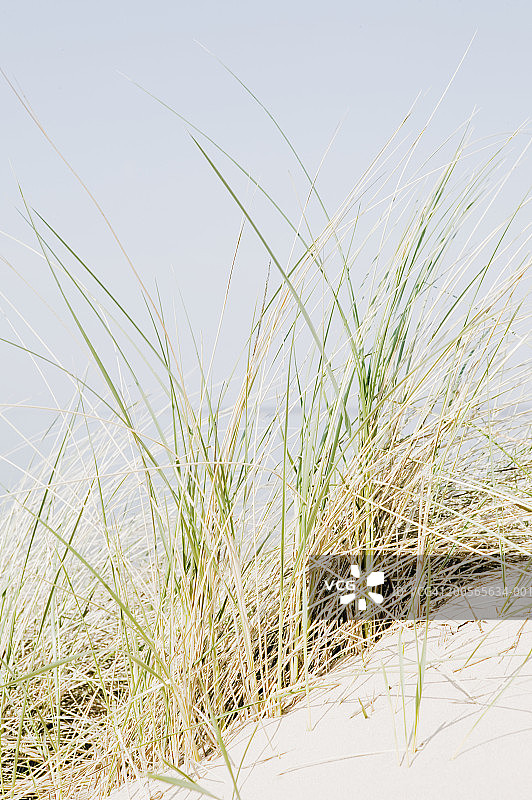 沙滩上的草，特写图片素材