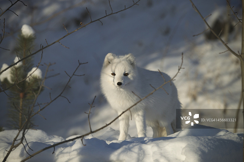北极狐(alopex lagopus)在白色阶段图片素材