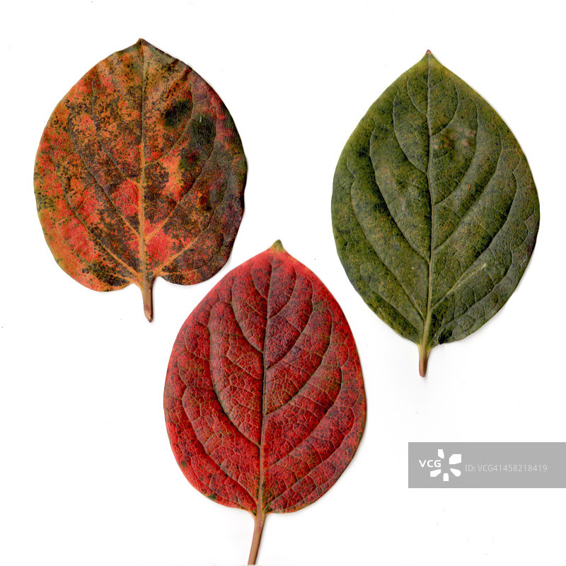Autumn-colored柿子树叶图片素材