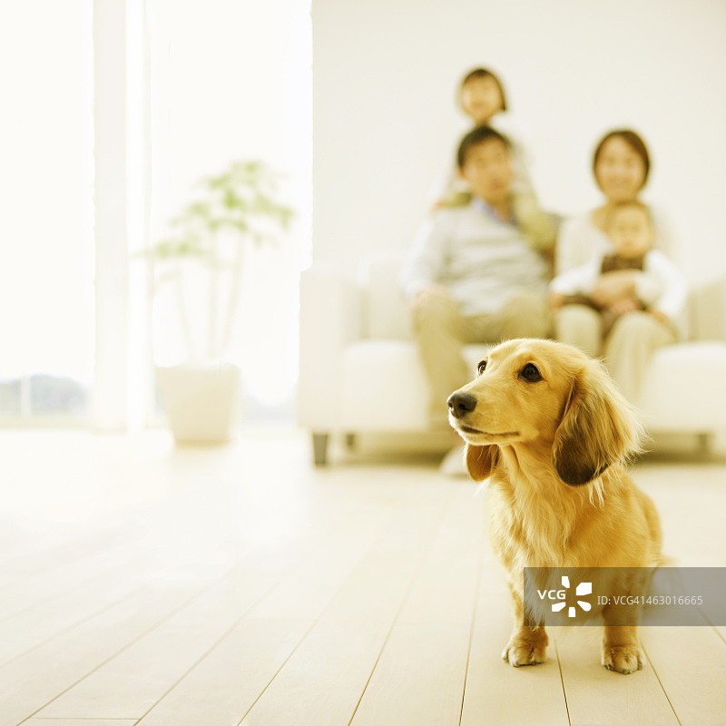 狗在家人面前图片素材