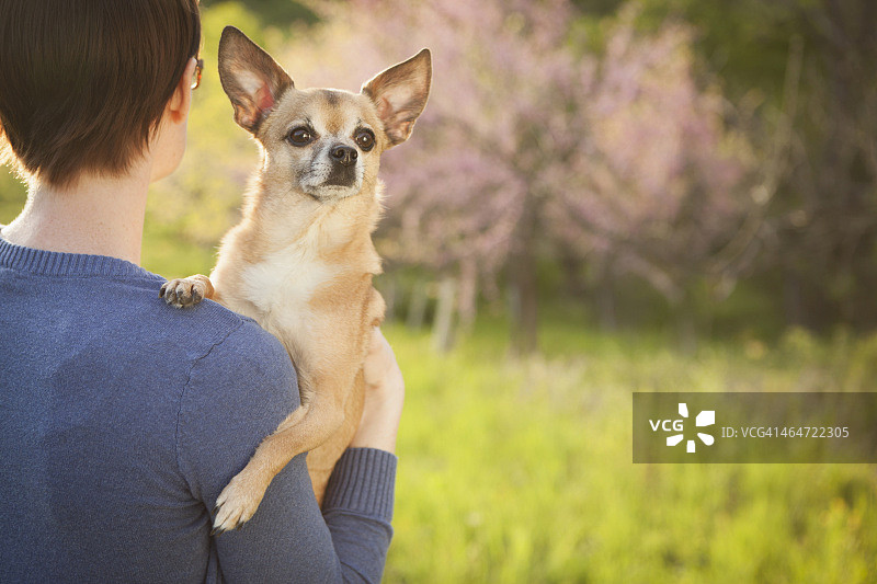 一个年轻的女人在春天的草地上。怀里抱着一只小吉娃娃狗。一个宠物。图片素材