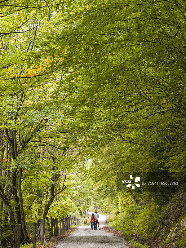 一个女人和一个女孩在山毛榉森林里散步图片素材